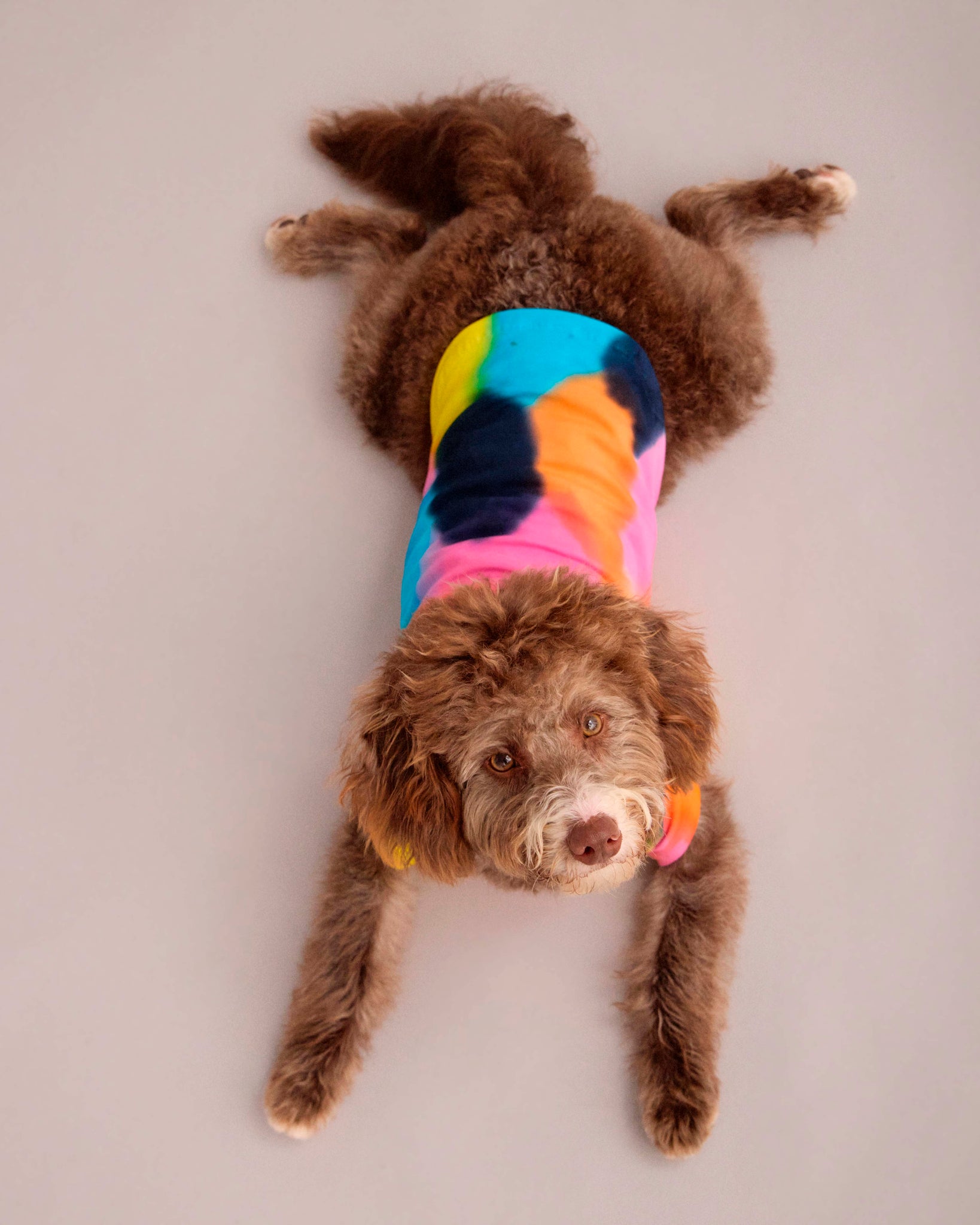 DOG T-SHIRT WITH MATCHING SCARF SET MULTI COLOUR (PRE-ORDER)