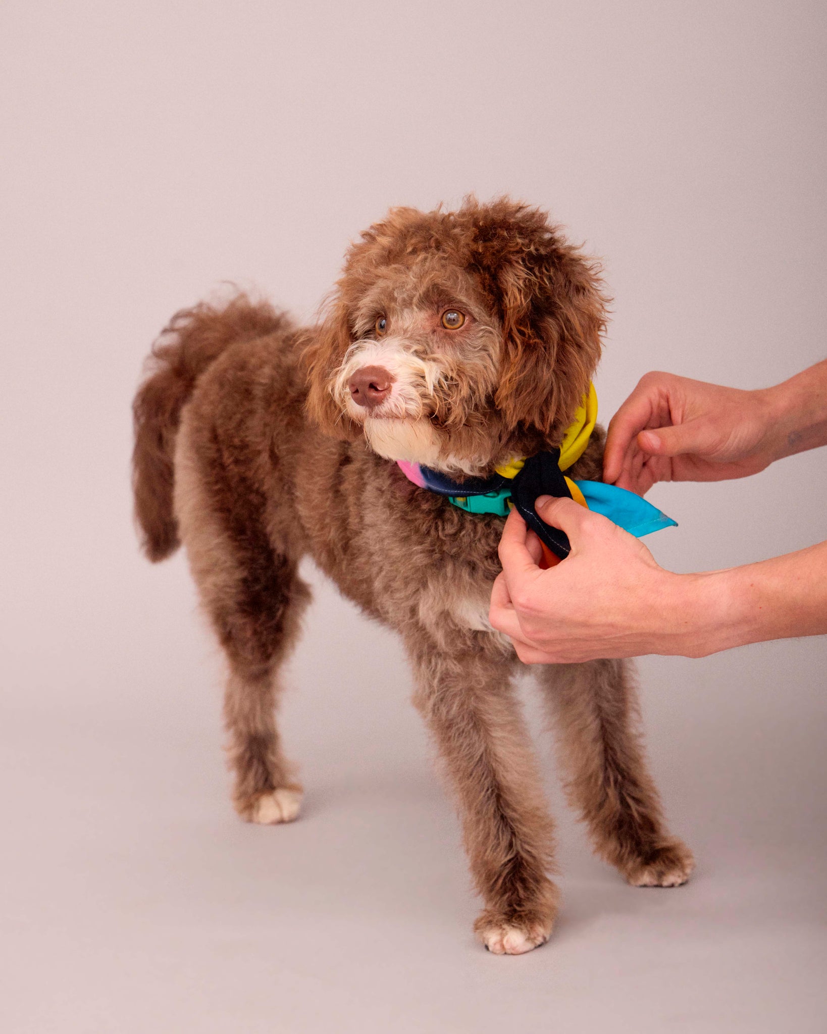 OWNER/T-SHIRT DOG/SCARF HAND PAINTED SET MULTI COLOUR (PRE-ORDER)