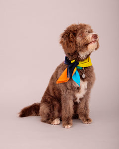 DOG T-SHIRT WITH MATCHING SCARF SET MULTI COLOUR (PRE-ORDER)