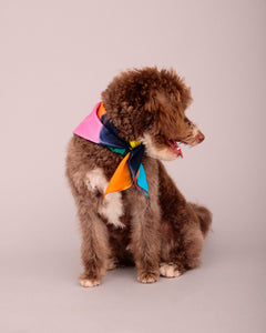 DOG T-SHIRT WITH MATCHING SCARF SET MULTI COLOUR (PRE-ORDER)