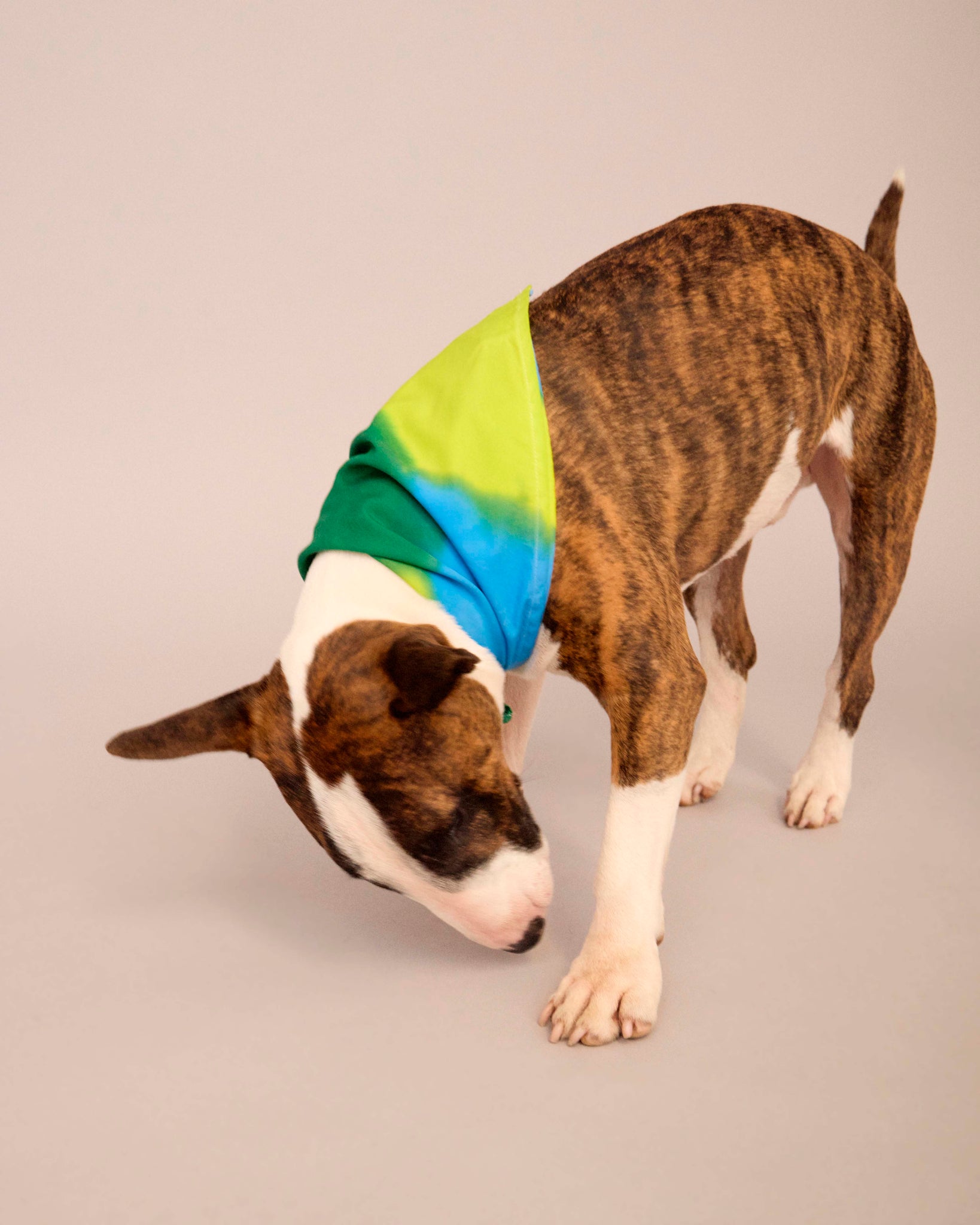 OWNER-T-SHIRT DOG-SCARF HAND PAINTED SET BLUE/DEEP GREEN/LIME GREEN ( PRE-ORDER)