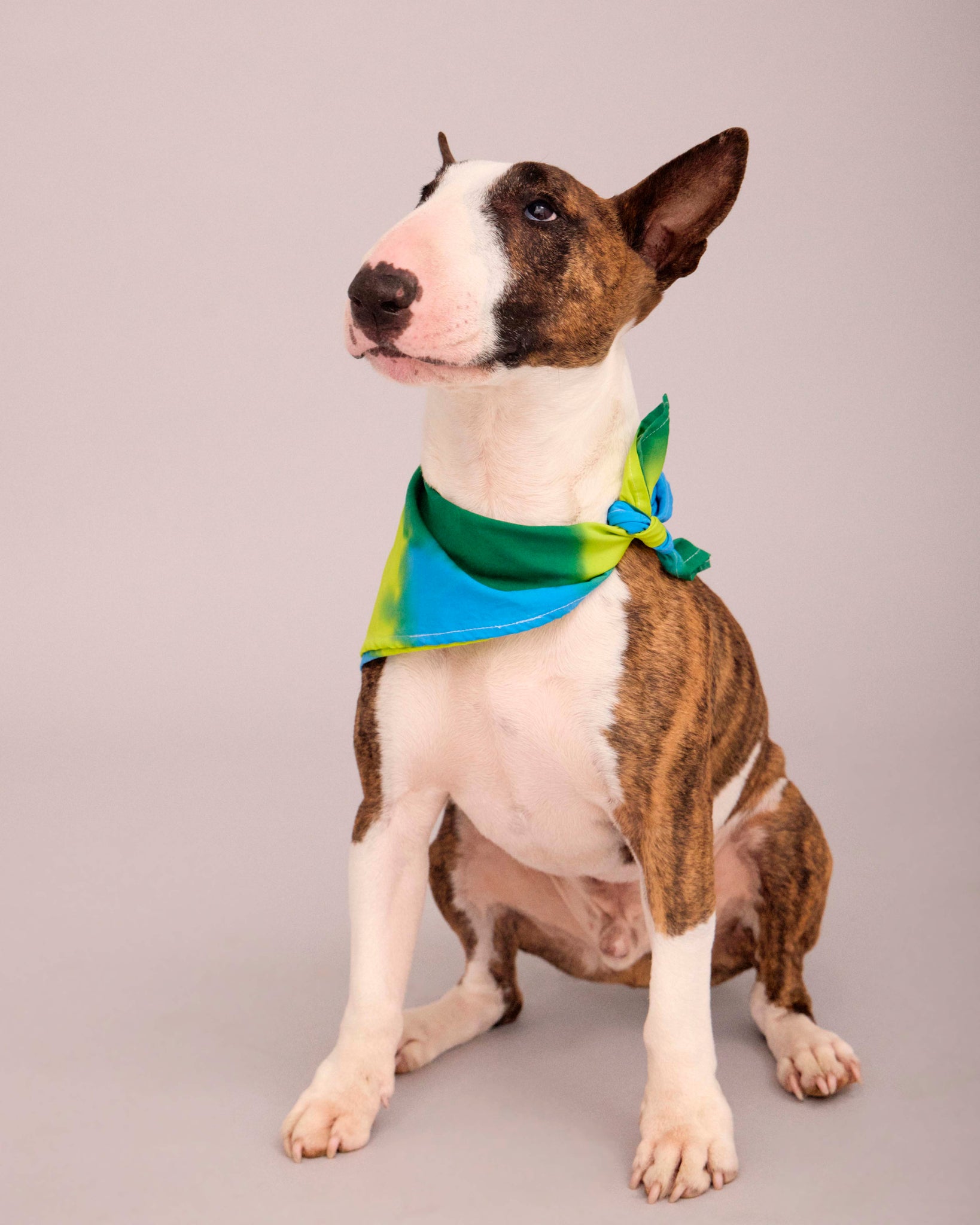DOG T-SHIRT WITH MATCHING SCARF SET BLUE/DEEP GREEN/ LIME GREEN (PRE-ORDER)