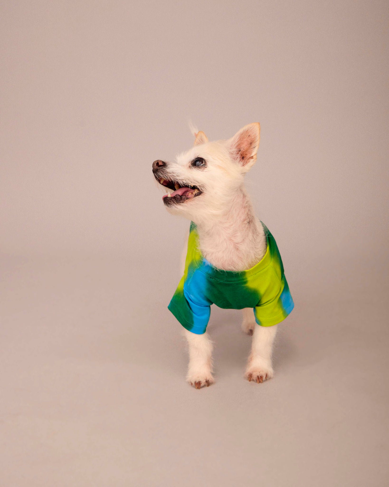 OWNER/DOG HAND PAINTED T-SHIRT SET BLUE/DEEP GREEN/LIME GREEN (PRE-ORDER)