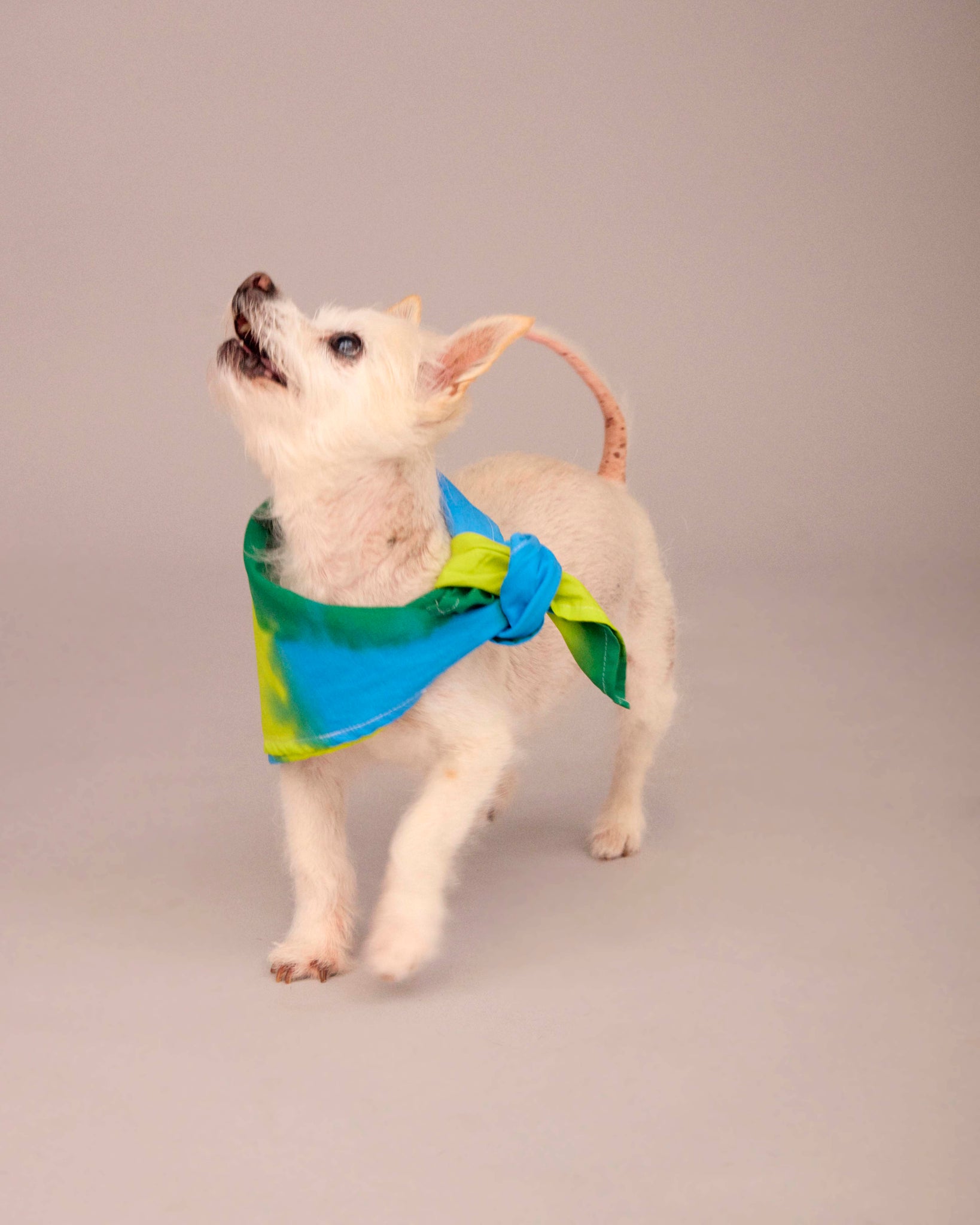 DOG T-SHIRT WITH MATCHING SCARF SET BLUE/DEEP GREEN/ LIME GREEN (PRE-ORDER)