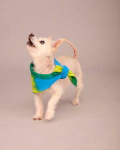 DOG T-SHIRT WITH MATCHING SCARF SET BLUE/DEEP GREEN/ LIME GREEN (PRE-ORDER)