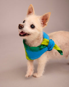 DOG T-SHIRT WITH MATCHING SCARF SET BLUE/DEEP GREEN/ LIME GREEN (PRE-ORDER)
